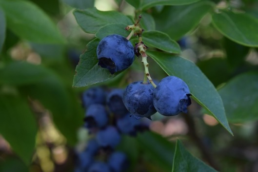 blueberries-2053127_640